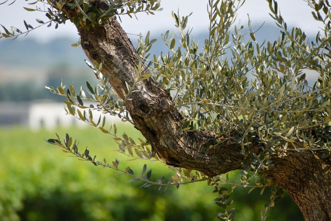 Bed And Breakfast Le Giale Castelnuovo del Garda Εξωτερικό φωτογραφία